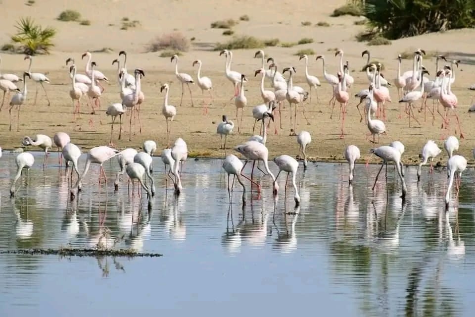 Flamingos at Lake Turkana