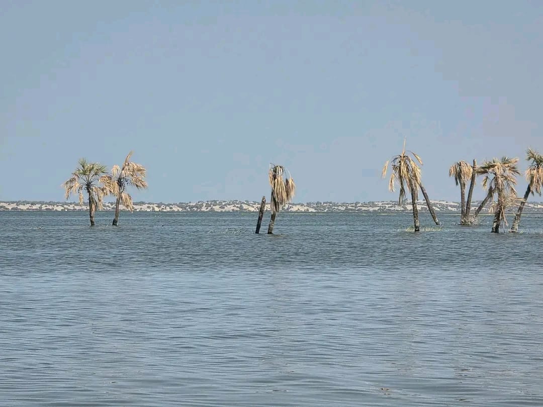 Palm trees in Lake Turkana waters